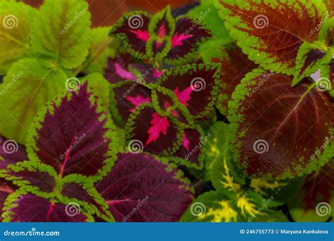 Coleus Blume Plectranthus Scutellarioides Coleus Blumeii Plant Species