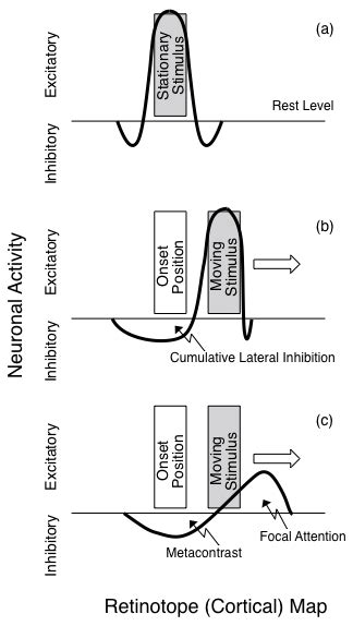 Simplified Assumptions A Of Lateral Inhibition With Stationary Download Scientific Diagram