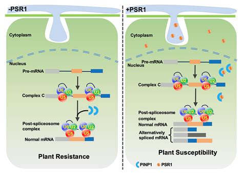 生命科学学院乔永利教授研究团队在the Plant Cell期刊上发表最新研究成果