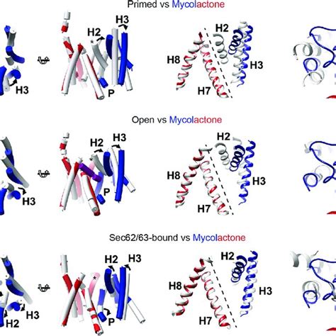 The Mycolactone Stabilized Conformation Of The Sec Translocon