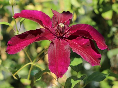 Clematis Huvi Live Plant In A 4 Inch Growers Pot Clematis Huvi