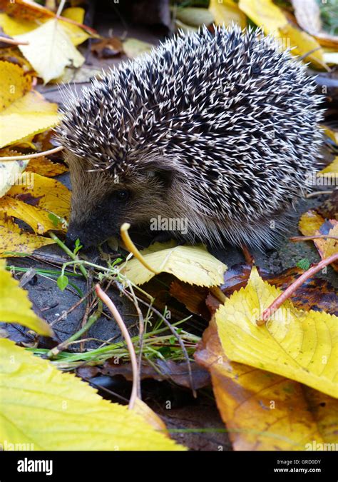 Hedgehog In Autumn Leaves Stock Photo - Alamy