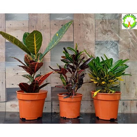 Outdoor Plant Codiaeum Red Spot Codiaeum Golden Tiger Coadiaeum