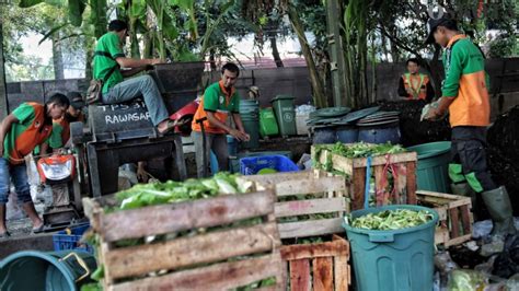 Pengelolaan Sampah Organik Dengan Biokonversi Maggot Poskota Co Id