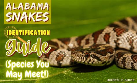 Alabama Snakes Identification Guide (Species You May Meet!)