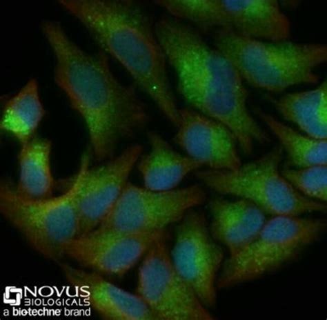 Lc B Antibody Bsa Free Novus Biologicals Ml Unlabeled