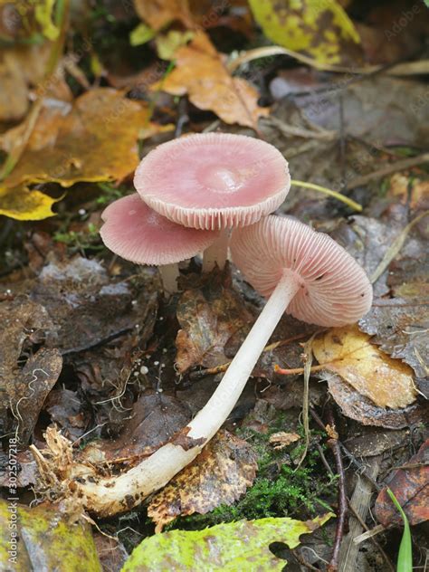 Mycena Rosea Known As The Rosy Bonnet Pink Mushroom From Finland