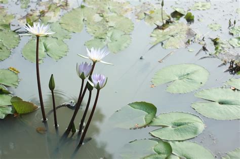 Premium Photo | Beautiful white lotus flowers