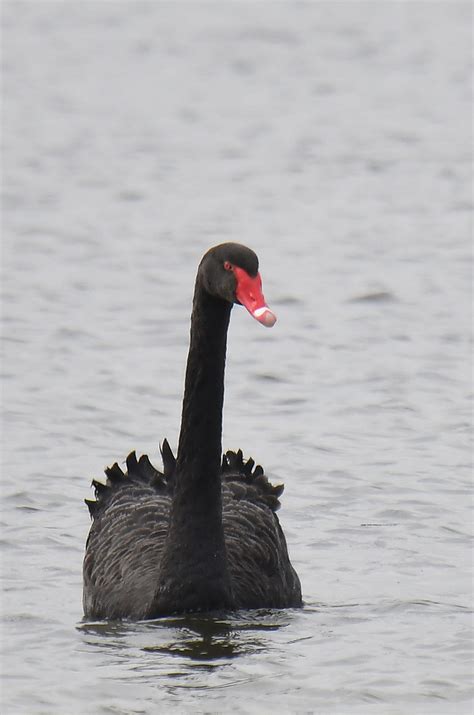 75 Cygne Noir Black Swan Cygnus Atratus Flickr