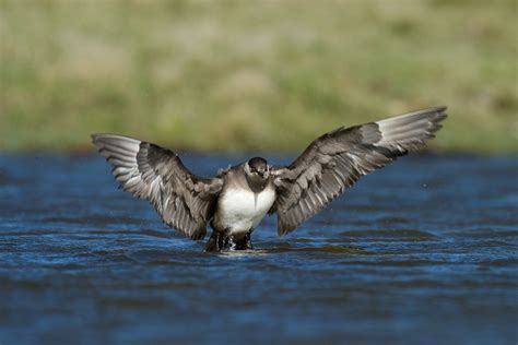 Bird Hide Photography – Shetland Nature