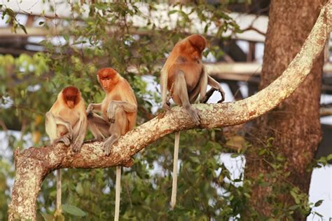 Populasi Bekantan Bertambah Dua Kali Lipat Di Twa Pulau Bakut Antara News