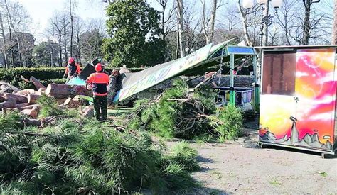 Maxi Appalto Per Il Verde Fiorentino Ci Sar Anche Un Test Sui Pini