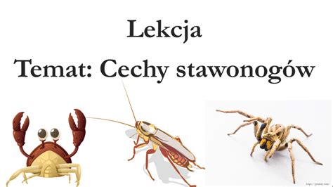 Klasa Cechy Stawonog W Prezentacja Z Oty Nauczyciel