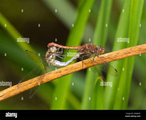 Mating Male And Female Common Darter Sympetrum Striolatum Dragonflies