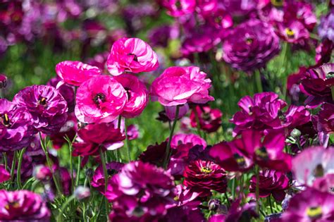 Purple Cultivated Flowers Garden Buttercups Close Up Stock Photo