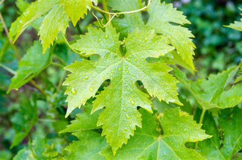 Young Green Vine Leaves With Drops Of Summer Rain Vine Leaves Close Up