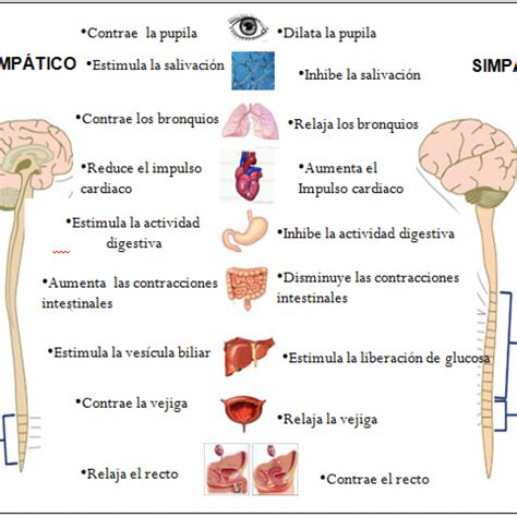 Ejemplos De Sistema Nervioso Simpatico Y Parasimpatico – Nuevo Ejemplo