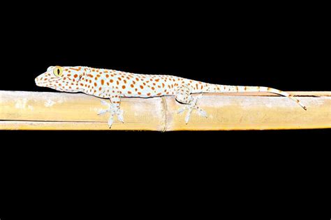 Gecko Fam Gekkonidae In Azrou Middle Atlas Morocco Stock Image