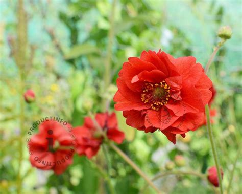 Geum Chiloense Mrs Bradshaw Kopen Nagelkruid