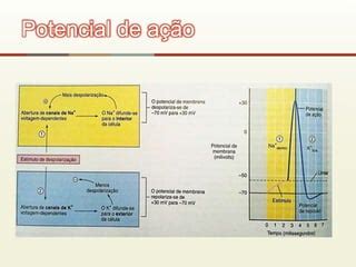 Potencial De Ação Neuronio - Potencial de ação (neurônio) #3 | PPTX