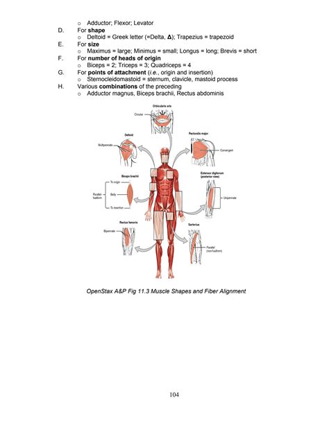 SOLUTION: Anatomy of the muscular system - Studypool