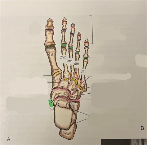 joints of the foot Diagram | Quizlet