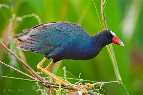 Purple Gallinule 2 | Green Cay Wetlands; Boynton Beach, Florida | Kevin ...