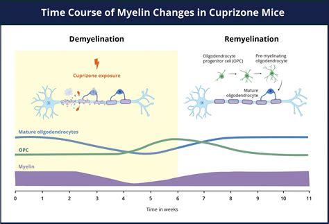 Demyelination Remyelination In The Cuprizone Model