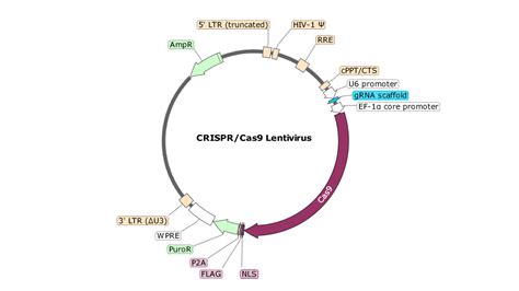 B2m Human Crisprcas9 Lentivirus Non Integrating