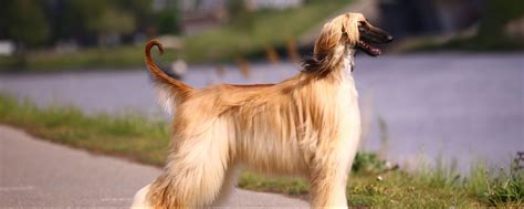 Afghan Hound Puppies For Sale - Greenfield Puppies