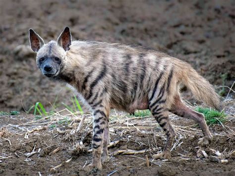 Facts About Hyenas 17 Interesting Things To Know About