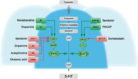 Regulation Of Serotonin Release From Enterochromomaffin Ec Cells