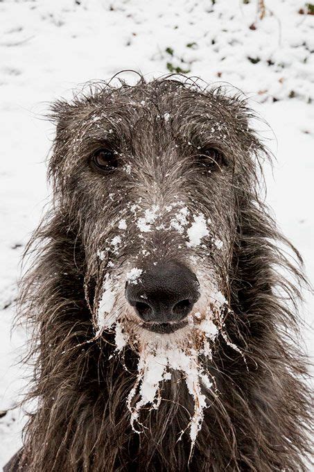 Scottish Deerhound | Scottish deerhound, Deerhound, Shetland sheepdog