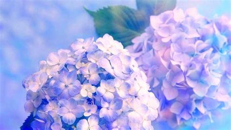 Purple Hydrangea Wallpapers - Top Free Purple Hydrangea Backgrounds ...