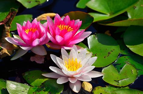 Flowers Water Leaves Water Lilies Shine Light Pond Hd Wallpaper