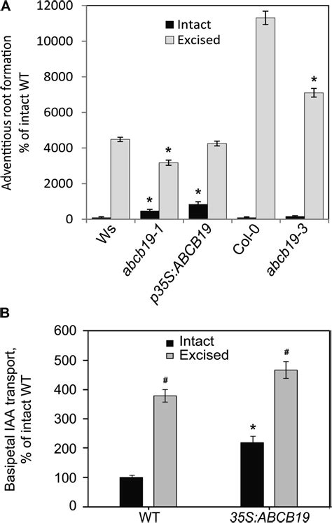 Localized Induction Of The ATP Binding Cassette B19 Auxin Transporter