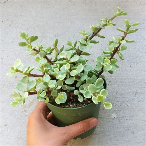 Portulacaria Afra Decumbent Elephant Bush Succulent