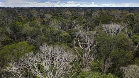 Human Activity Has Degraded More Than A Third Of The Remaining Amazon