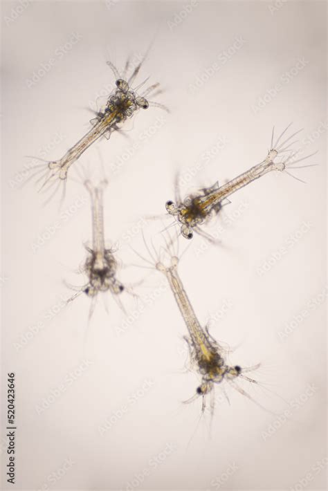 Closeup Zoea Stage Of Vannamei Shrimp In Light Microscope Shrimp