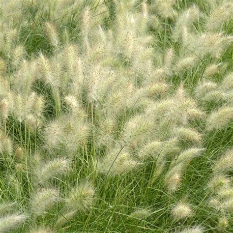 Pennisetum Villosum Cream Falls Herbe Aux Couvillons Petite