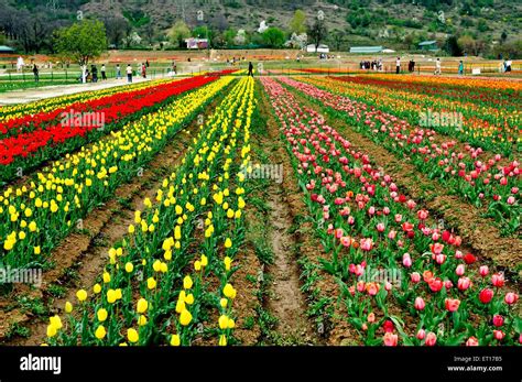 Indira Gandhi Memorial Tulip Gardens Srinagar Jammu And Kashmir India