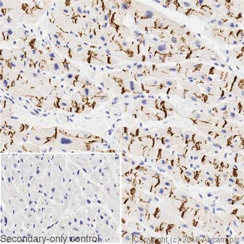 Anti N Cadherin Antibody 8C11 BSA And Azide Free Ab233767 Abcam