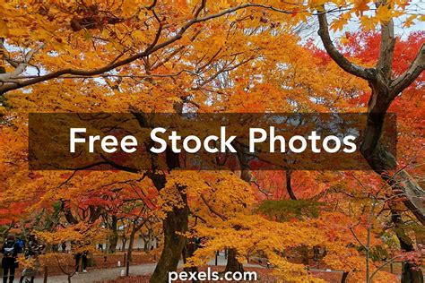 Yal L21 Photos, Download The BEST Free Yal L21 Stock Photos & HD Images