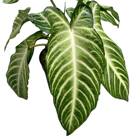 Caladium (Xanthosoma) lindens Angel Wings