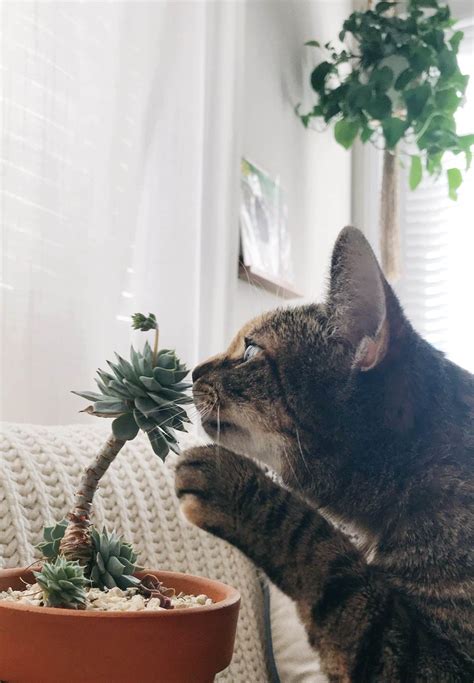 is a christmas cactus poisonous for cats 12