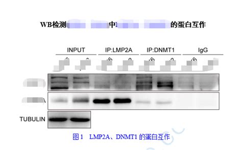 Co Ip免疫共沉淀实验的详细操作流程与步骤【附视频教程】