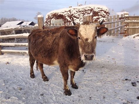 Life Of Countrysides Girl From Yakutia Countryside Part 2 A