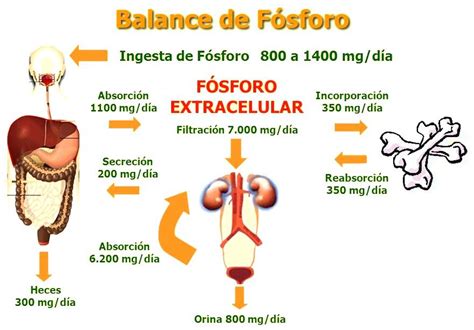 El Exceso De Fosforo Es Perjudicial Para La Salud Blog De Farmacia