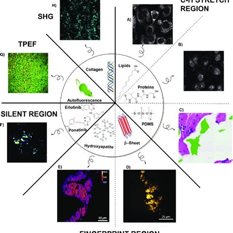 Overview Of The Different Imaging Stains That Multimodal Histology Download Scientific