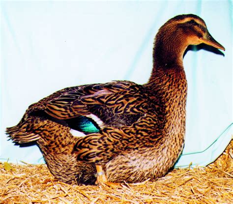 Fancy Duck Breeds - Poultry Hub Australia